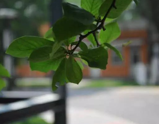 暂无图片